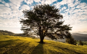 Giant tree on a green hillside with the sun shining through the branches