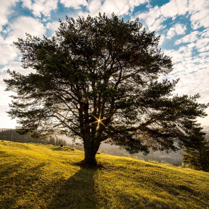 Giant tree on a green hillside with the sun shining through the branches