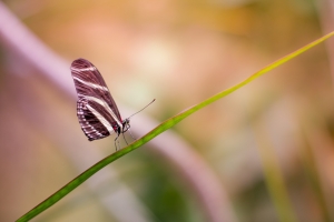 Butterfly sitting on a green twig