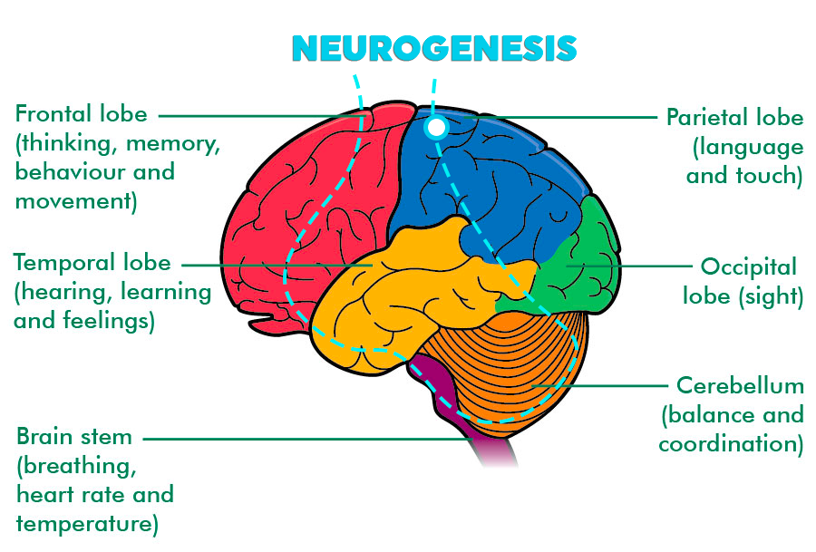 NativePath Native Mind Benefits